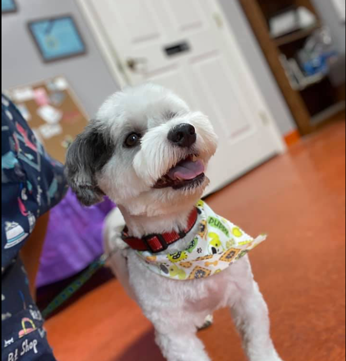 The pampered pup sales bandana